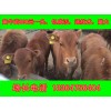 江西改良育肥牛肉牛小牛價(jià)格