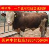福建改良西門塔爾牛母牛價(jià)格