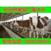 寧夏改良育肥牛種牛小牛價(jià)格