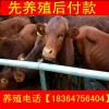 陜西黃牛犢價(jià)格
