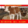 河南改良種牛毛牛價(jià)格