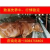 甘肅改良牛價(jià)格