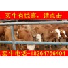 青海改良魯西黃牛小牛價(jià)格