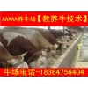 廣西育肥牛小牛價(jià)格