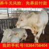 吉林魯西黃牛小牛價(jià)格