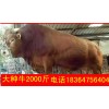 吉林改良種牛價(jià)格