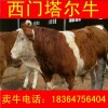 廣東河北省肉牛價(jià)格