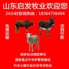 江蘇湖南省肉牛價(jià)格