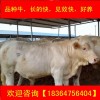 云南蘭博基尼小牛價(jià)格