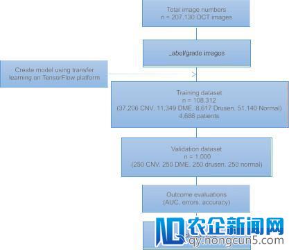 重磅！中国科学家最新AI成果荣登《细胞》：眼病和肺炎诊断率媲美专家水平