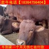江西毛牛價(jià)格