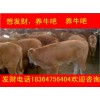 甘肅改良魯西黃牛小牛價(jià)格