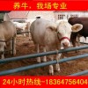 江西繁殖牛小牛價(jià)格