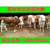 福建改良夏洛萊牛肉牛小牛價(jià)格