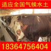 湖南小牛價(jià)格