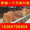 重慶改良繁殖牛牛苗價(jià)格