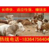 廣東改良育肥牛牛苗價(jià)格