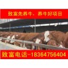 河南魯西黃牛牛犢價(jià)格