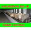 吉林改良西門(mén)塔爾牛肉牛牛犢價(jià)格