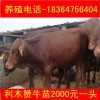 湖南改良夏洛萊牛牛苗價(jià)格