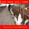 廣東小牛苗價(jià)格