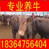 天津夏洛萊牛價格