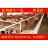 貴州黃牛犢價格