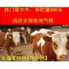 湖南小牛苗價格