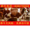 利木贊牛小牛仔 多少元