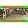 黃牛公牛多少元