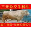 肉牛價格