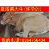 育肥牛小牛價格