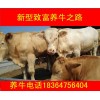 公牛多少元
