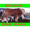 貴州一頭肉牛犢幾錢元