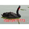 吐鲁番销售成年黑天鹅多少钱黑天鹅成本大吗