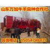 魯西黃牛多少錢(qián)一頭批發(fā)價(jià)