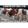 魯西黃牛肉牛最新價(jià)格養(yǎng)殖場