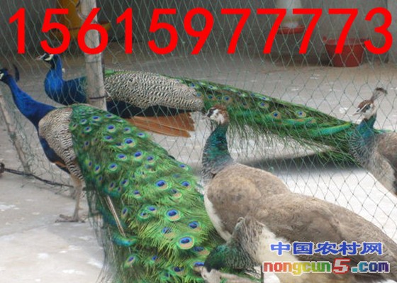 18b80b55b319ebc4342e5b2d8226cffc1f1716bc_副本_副本