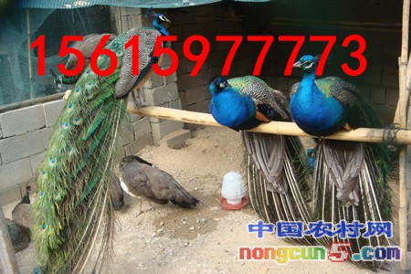 2012725153320_副本