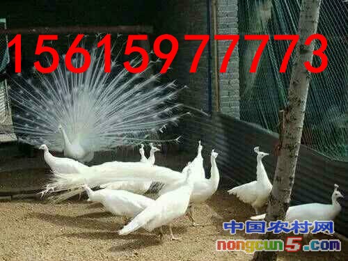 wKhQolbZIzuEAoK5AAAAALfdc7I002_副本