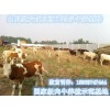 魯西黃牛養(yǎng)殖視頻養(yǎng)殖技術(shù)