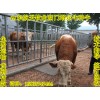 夏洛萊牛肉牛最新價(jià)格養(yǎng)殖場(chǎng)