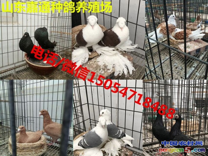 QQ圖片20171204162616