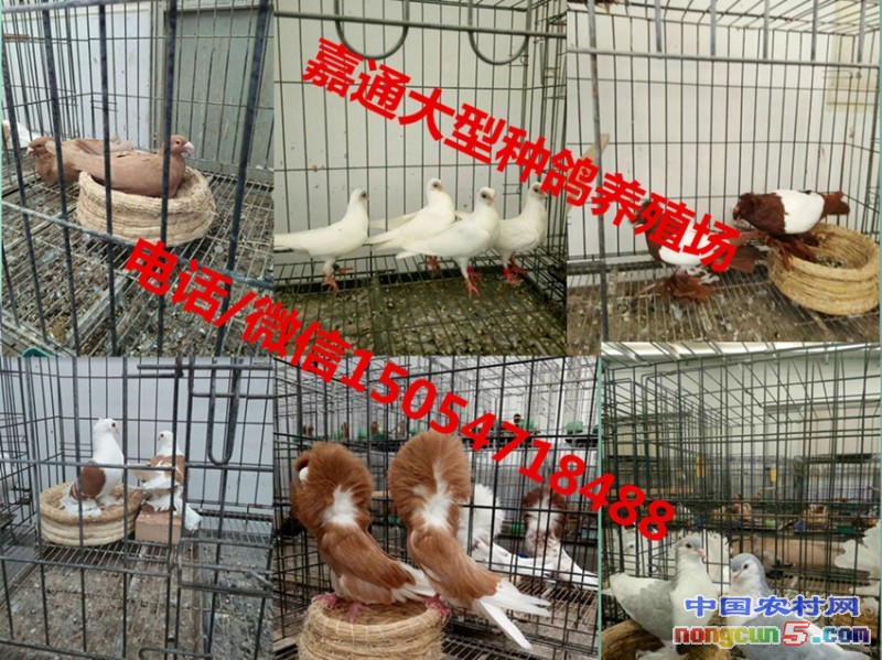 QQ圖片20170825102139_副本