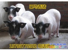 江蘇黑豬養(yǎng)殖場N香豬苗品種
