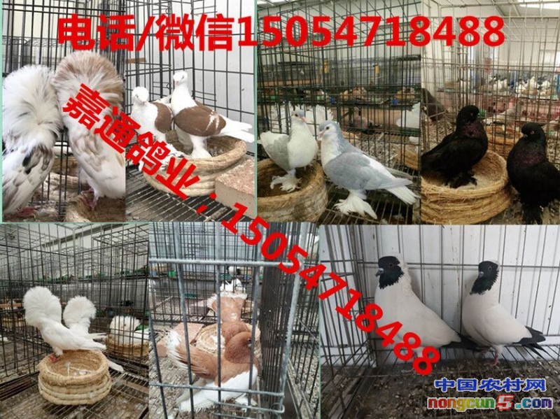 QQ圖片20171204162608