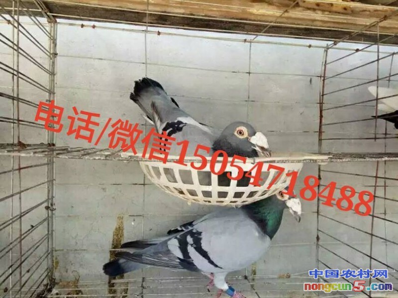 QQ圖片20160801174737