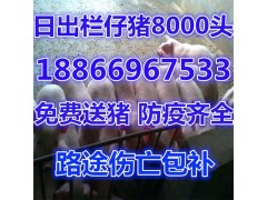 內(nèi)蒙古仔豬價格行情內(nèi)蒙古仔豬價格走勢蒙古仔豬批發(fā)價格多錢一斤