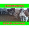 江西一頭改良肉牛養(yǎng)殖基地