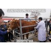 西門塔爾牛犢養(yǎng)殖技術(shù)肉牛養(yǎng)殖成本